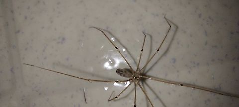 Pholcus phalangioides Came to drink as I was mopping.  Geotagged,Longbodied cellar spider,Pholcus phalangioides,Summer,United States,daddy longlegs