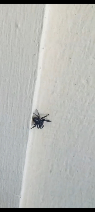 Phidippus regius  Geotagged,Phidippus regius,Regal Jumping Spider,Summer,United States