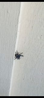 Phidippus regius  Geotagged,Phidippus regius,Regal Jumping Spider,Summer,United States