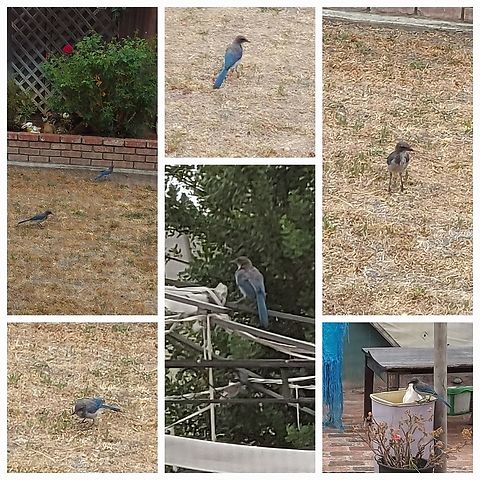 California scrub jay  Aphelocoma californica,California scrub jay,California shrub jay,Geotagged,United States