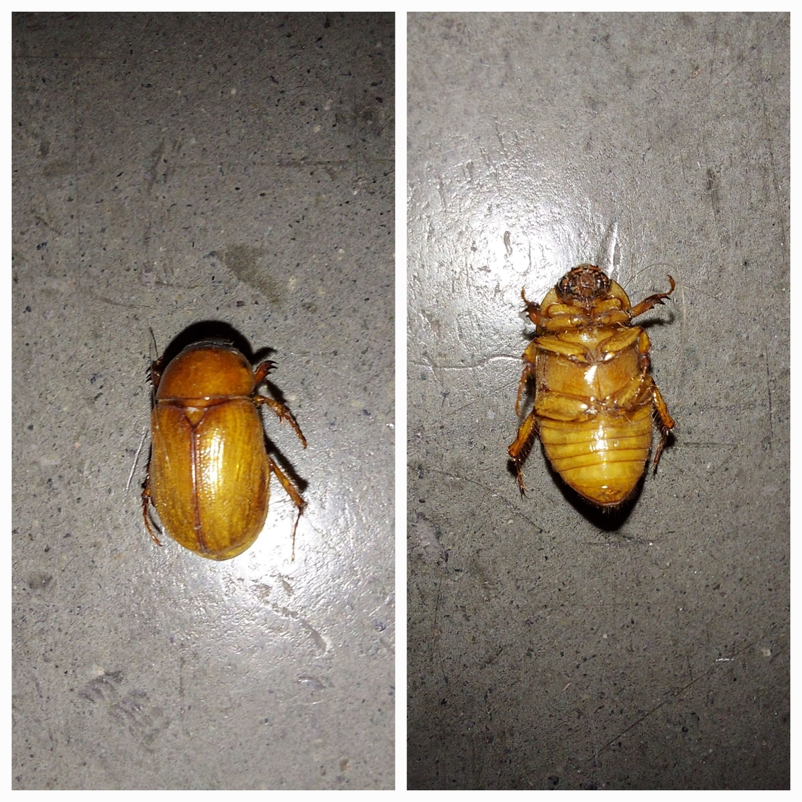 Cyclocephala I never seen these   before until my mom brought back the car from the hills near where we lived. After that, I saw them everywhere. They don&#039;t bite but like to headbutt and hover over the grass on hot nights. Coleoptera,Cyclocephala lurida,Dynastidae,Southern Masked Chafer,southern masked chafer