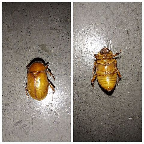 Cyclocephala I never seen these   before until my mom brought back the car from the hills near where we lived. After that, I saw them everywhere. They don't bite but like to headbutt and hover over the grass on hot nights. Coleoptera,Cyclocephala lurida,Dynastidae,Southern Masked Chafer,southern masked chafer