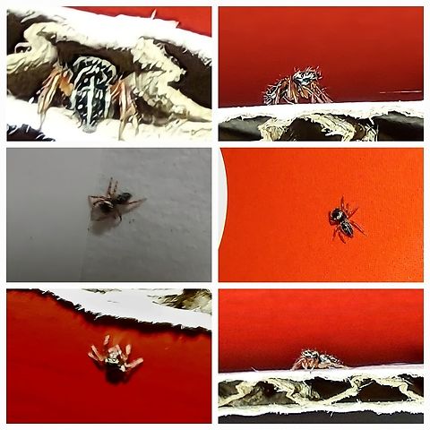 Hasarius adansoni I picked up a crumpled  receipt up this morning. Out pops this tiny spider.  Very small. Sorry for the blurry.  Subject kept moving. Furry. Reddish legs.  Adanson's House Jumper,Geotagged,Hasarius adansoni,United States