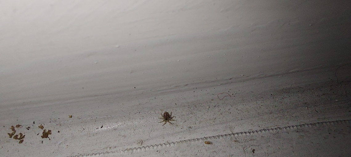 Oecobius  Geotagged,Oecobius,Summer,United States,Wall spider