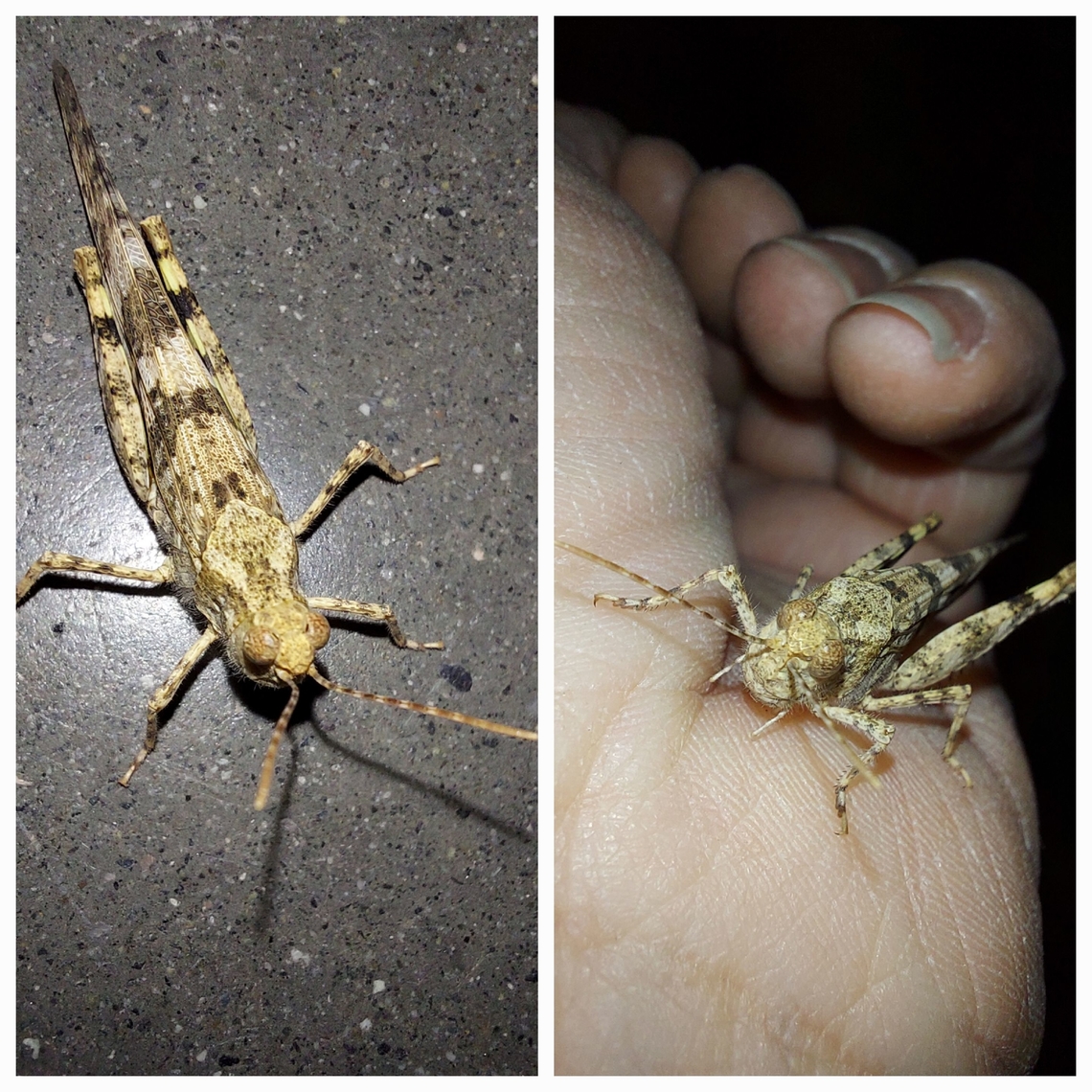 Pallid-winged grasshopper I let him go outside after I took the pictures. Geotagged,Grasshopper,Pallid-winged grasshopper,Trimerotropis pallidipennis,United States