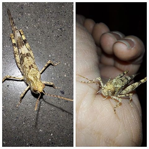 Pallid-winged grasshopper I let him go outside after I took the pictures. Geotagged,Grasshopper,Pallid-winged grasshopper,Trimerotropis pallidipennis,United States