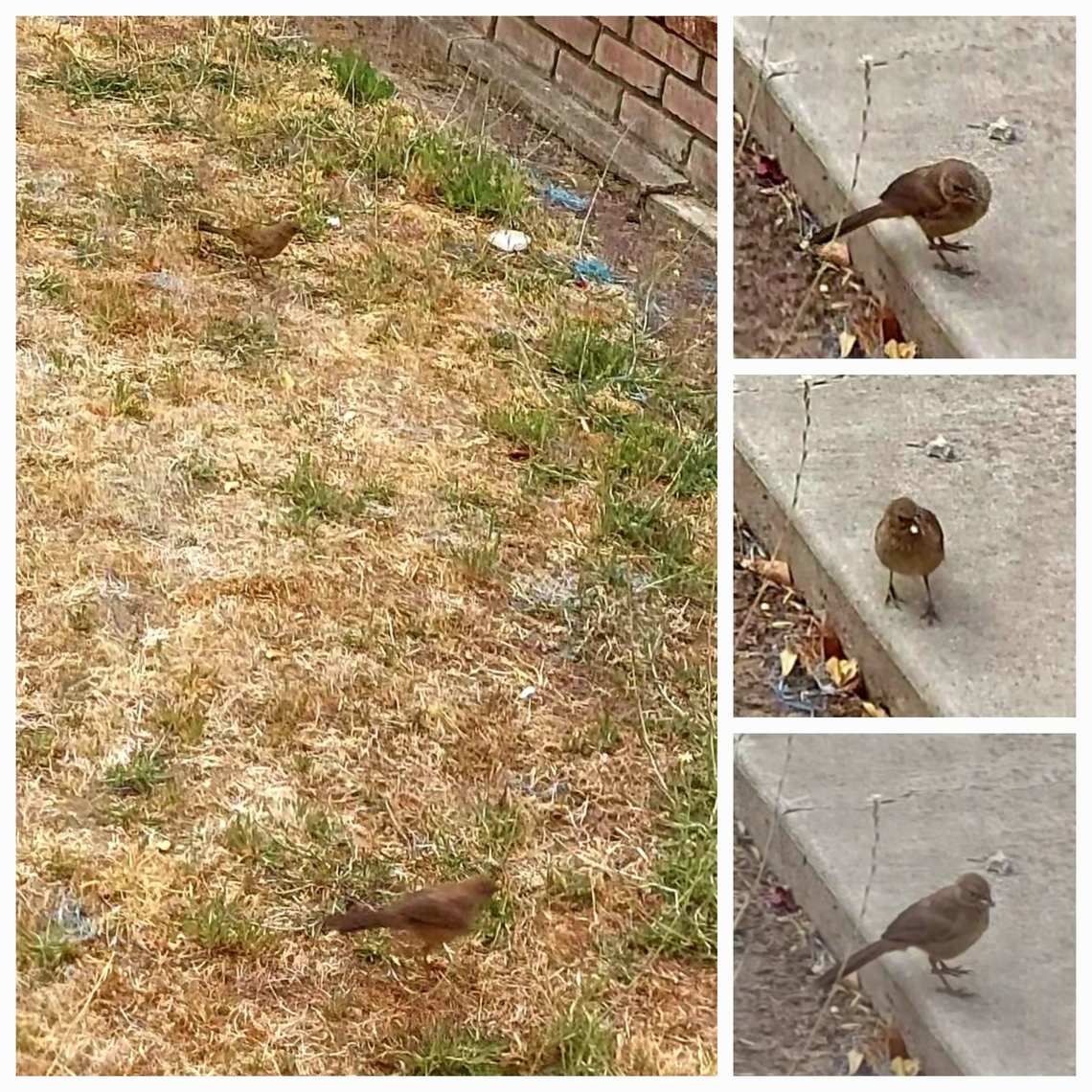 California towhee Mating pair California towhee,Geotagged,Melozone crissalis,United States