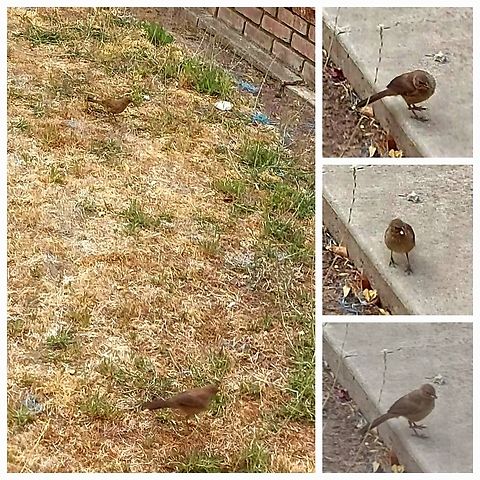 California towhee Mating pair California towhee,Geotagged,Melozone crissalis,United States
