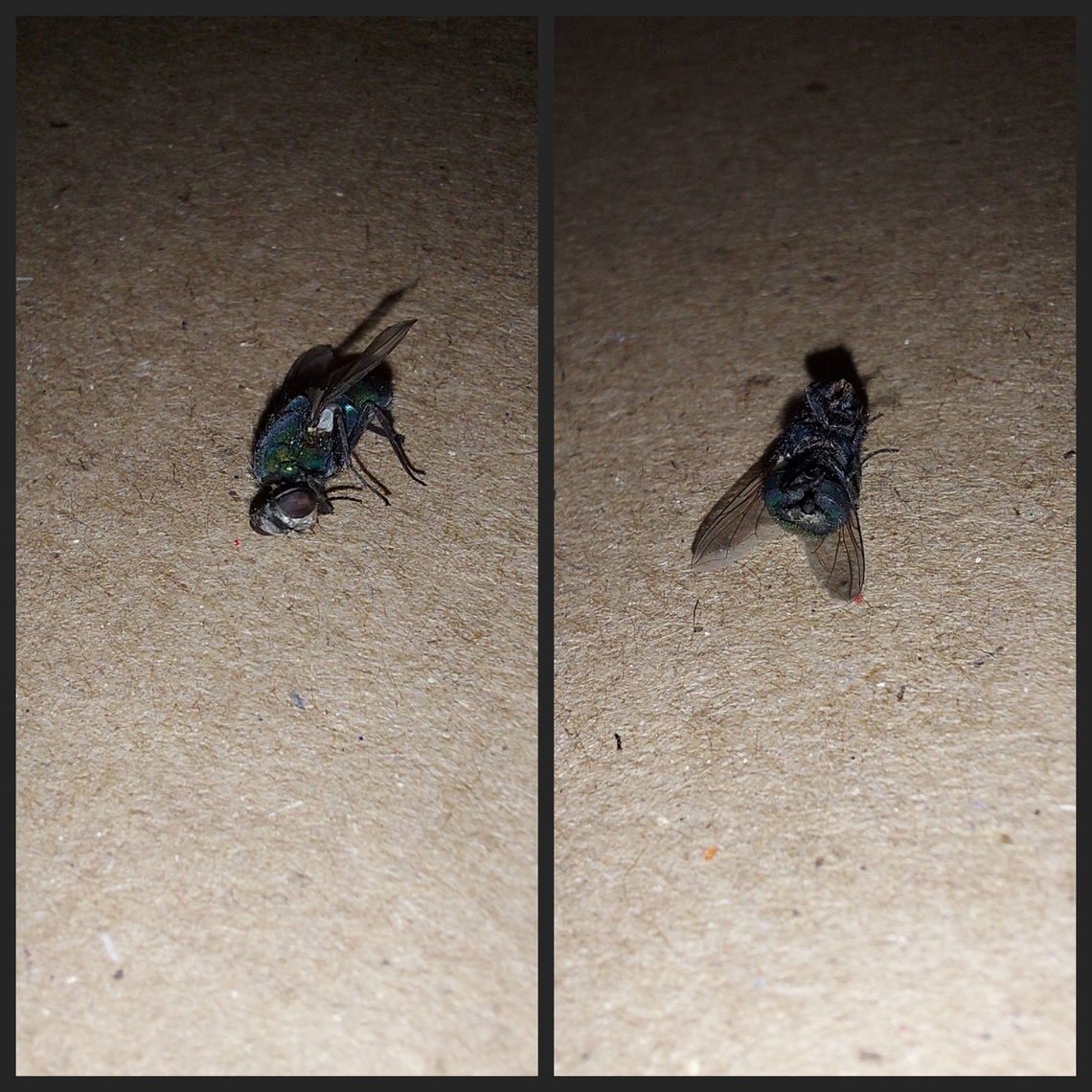 Lucilia sericata Blowfly Geotagged,Lucilia sericata. Green bottle fly,United States
