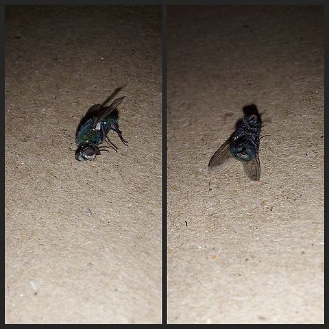 Lucilia sericata Blowfly Geotagged,Lucilia sericata. Green bottle fly,United States