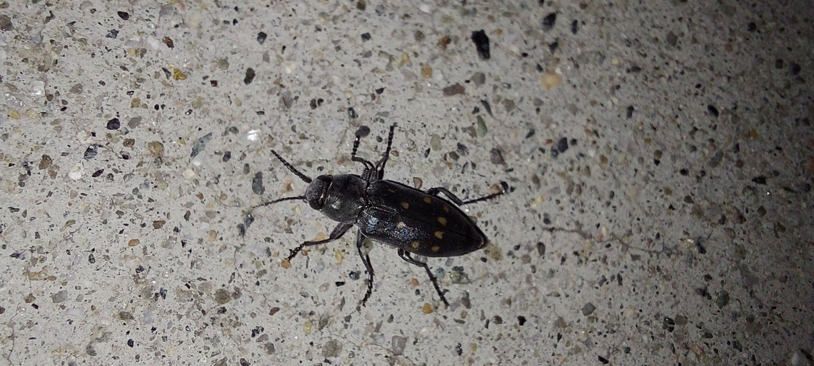 Melanophila, buprestid beetles They have extraordinary sensitivity to&nbsp;infrared&nbsp;radiation (heat), using a specialized sensor organ near their legs. Geotagged,Melanophila,Melanophila consputa,Summer,United States,buprestid beetles,fire beetle