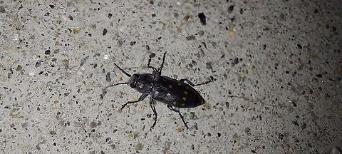 Melanophila, buprestid beetles They have extraordinary sensitivity to infrared radiation (heat), using a specialized sensor organ near their legs. Geotagged,Melanophila,Melanophila consputa,Summer,United States,buprestid beetles,fire beetle