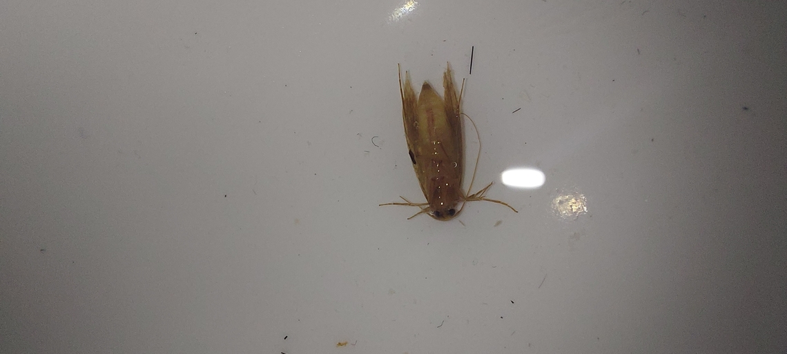 Tineola bisselliella Probably the first time you see a wet one. It drowned in the shower. Geotagged,Summer,Tineola bisselliella,United States,clothing moth
