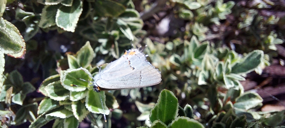 Strymon melinus  Geotagged,Gray Hairstreak,Strymon melinus,Summer,United States