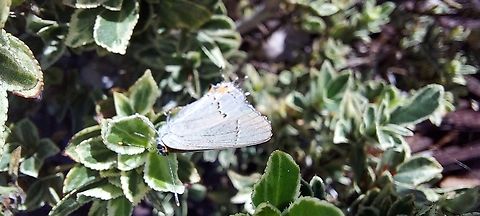 Strymon melinus  Geotagged,Gray Hairstreak,Strymon melinus,Summer,United States