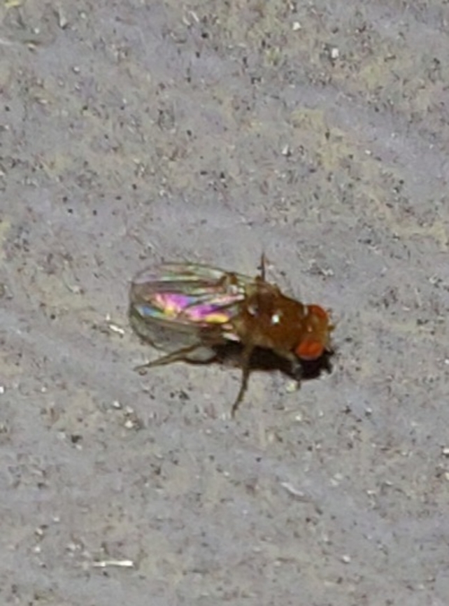 Drosophila melanogaster  Common Fruit Fly,Drosophila melanogaster,Geotagged,Summer,United States,common fruit fly
