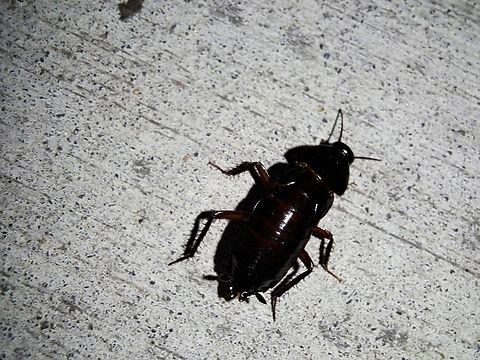 Oriental cockroach  Blatta orientalis,Geotagged,Oriental cockroach,Summer,United States,female