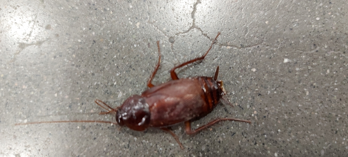 American cockroach  American cockroach,Geotagged,Summer,United States