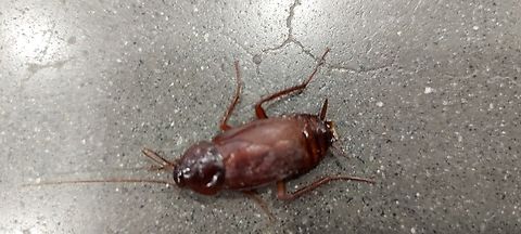 American cockroach  American cockroach,Geotagged,Summer,United States