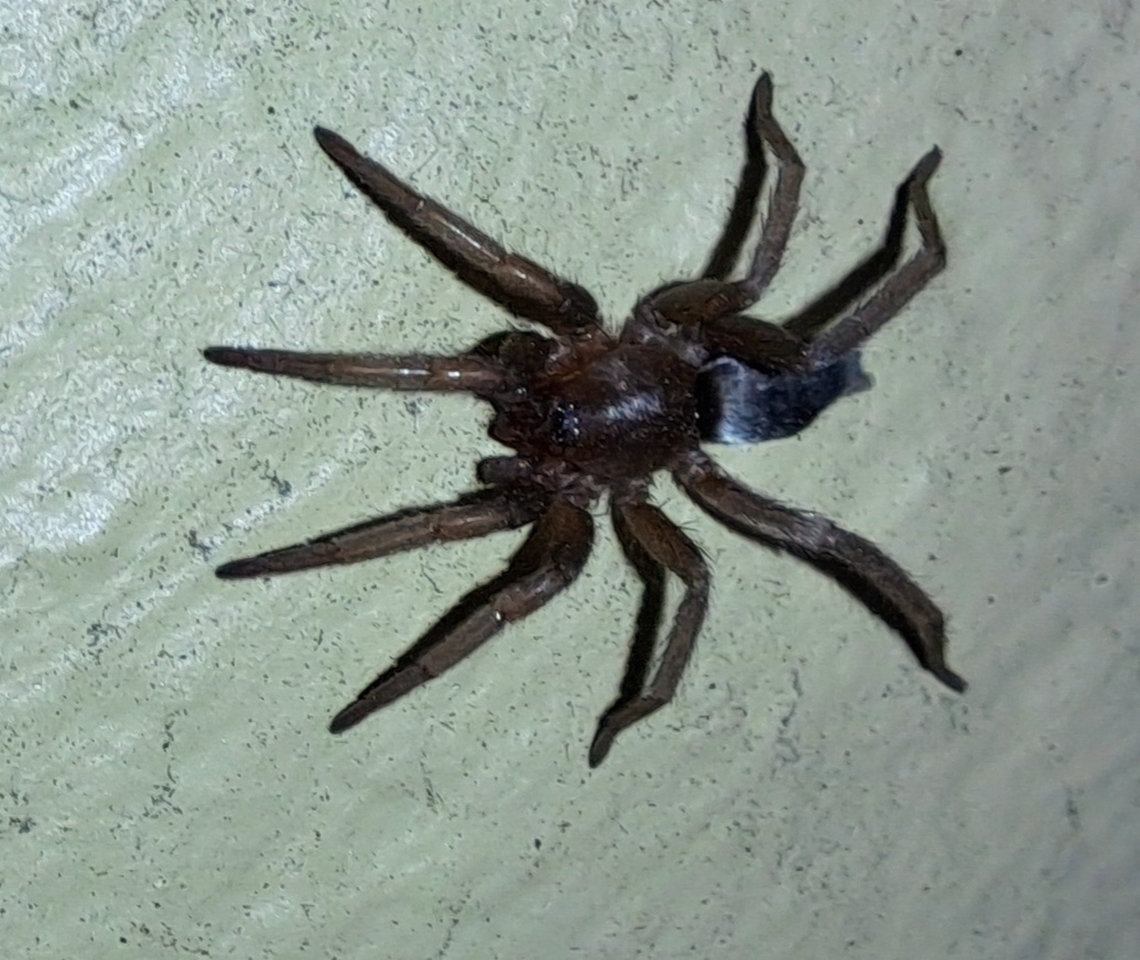 Scotophaeus blackwalli  Arachnida,Araneae,Araneomorphae,Arthropoda,Chelicerata,Geotagged,Gnaphosidae,Scotophaeus blackwalli,Summer,United States,ground spider,male,mouse spider