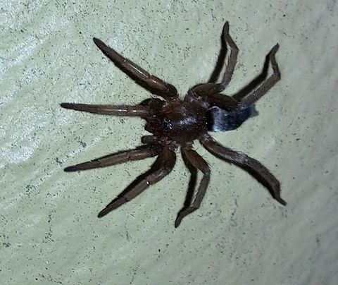 Scotophaeus blackwalli  Arachnida,Araneae,Araneomorphae,Arthropoda,Chelicerata,Geotagged,Gnaphosidae,Scotophaeus blackwalli,Summer,United States,ground spider,male,mouse spider