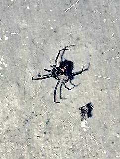 Northern black widow, Latrodectus variolus There not found in California.  But there is a split on the hourglass that the western one doesn't have. Geotagged,Latrodectus variolus,Summer,United States,northern black widow