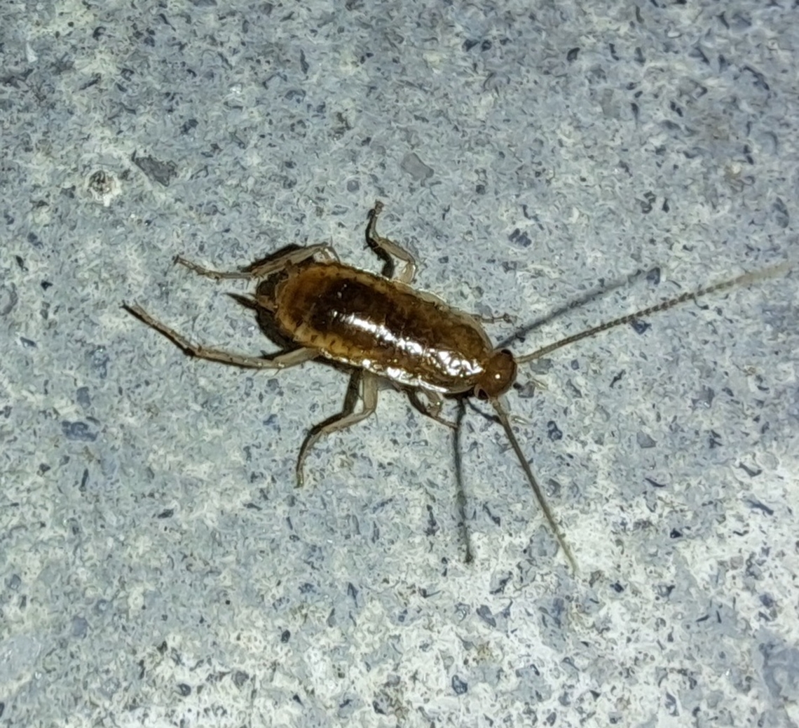 Baby oriental cockroach with flash  : B. orientalis,Blatta orientalis,Geotagged,Oriental cockroach,Summer,United States