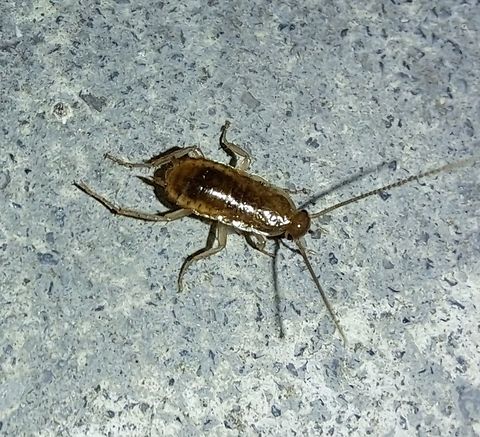 Baby oriental cockroach with flash  : B. orientalis,Blatta orientalis,Geotagged,Oriental cockroach,Summer,United States