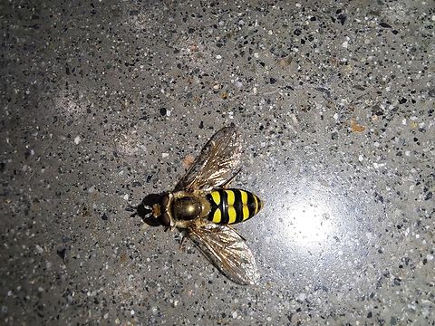 Eupeodes americanus  American hoverfly,Eupeodes americanus,Eupeodes fumipennis,Geotagged,Summer,United States