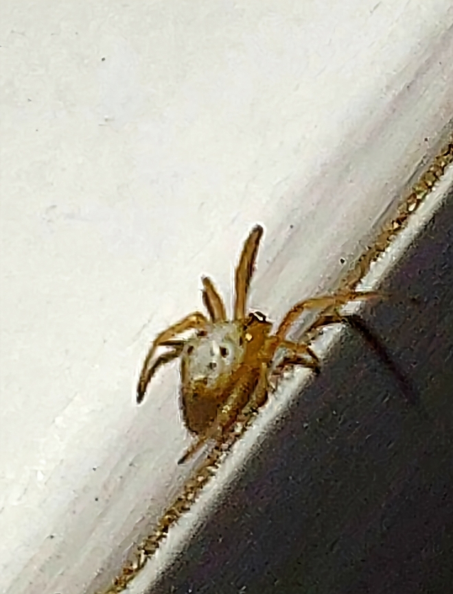 Baby black widow  Latrodectus <a href="https://cisr.ucr.edu/" rel="nofollow">https://cisr.ucr.edu/</a> Geotagged,Latrodectus,Latrodectus hesperus,Summer,United States,Western black widow spider,latrodectus hesperus,spiderling,western black widow spider