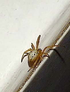 Baby black widow  Latrodectus https://cisr.ucr.edu/ Geotagged,Latrodectus,Latrodectus hesperus,Summer,United States,Western black widow spider,latrodectus hesperus,spiderling,western black widow spider