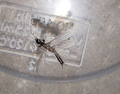Embioptera, footspinner Saw this in the morning.  Leaving water for the neighbor's cat. She wasn't interested.  Embioptera,Geotagged,Male,Oligotoma nigra,Summer,United States,footspinner,webspinner