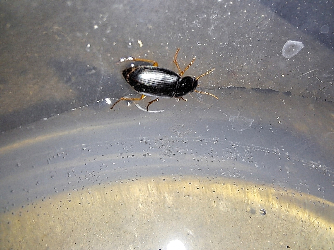 Harpalus rufipes There are so many species that look alike. Not sure if I typed it right. Was also in the water dish. Geotagged,Ground Beetle,Harpalus rufipes,Summer,United States