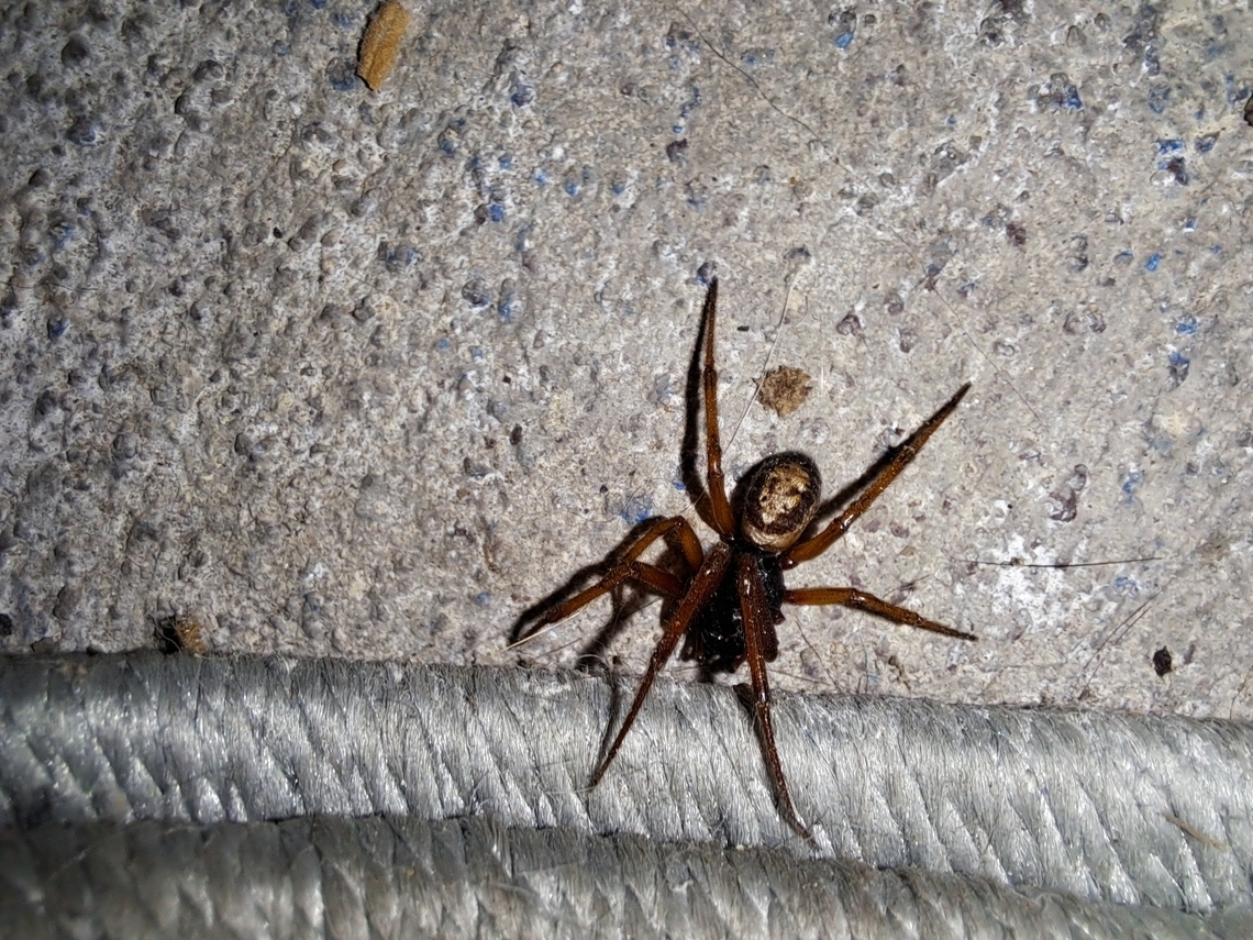 Noble false widow Survived a cat attack. They living outside the house.  Best picture I got. You can clearly see the markings  Geotagged,Noble False Widow,Steatoda nobilis,Summer,United States