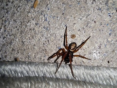 Noble false widow Survived a cat attack. They living outside the house.  Best picture I got. You can clearly see the markings  Geotagged,Noble False Widow,Steatoda nobilis,Summer,United States