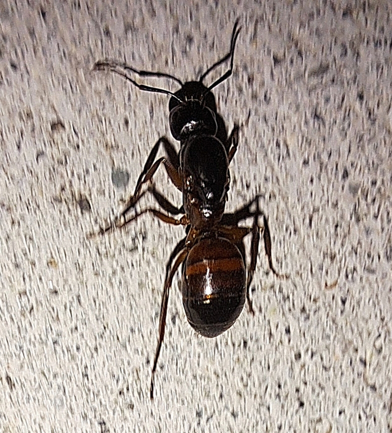 Camponotus herculeanus. Carpenter ant She was about an inch long. She may be a queen. First time I've seen one Camponotus herculeanus,Geotagged,Summer,United States,carpenter ant,queen
