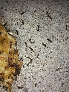 Argentine ants  Argentine ant,Geotagged,Linepithema humile,Summer,United States
