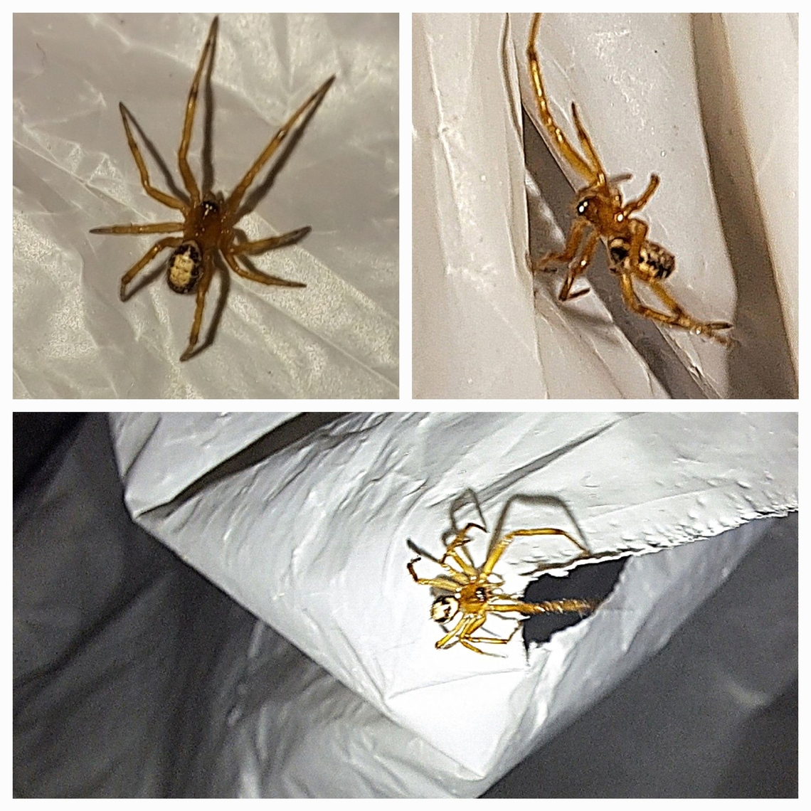 Baby or juvenile noble false widow, Steatoda nobilis Hard to take pictures of when it&#039;s running away from you. Almost a centimeter in size, the babies start out yellow before darkening.  I let it go. outside afterwards. They made their home base outside the door among lots of other species.  Geotagged,Noble False Widow,Noble false widow,Spiderling,Steatoda nobilis,United States,baby spider