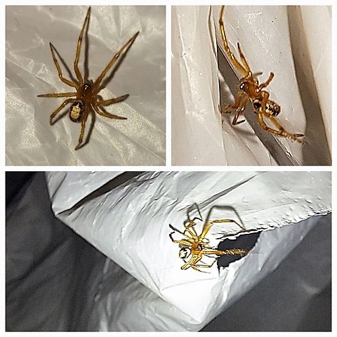 Baby or juvenile noble false widow, Steatoda nobilis Hard to take pictures of when it's running away from you. Almost a centimeter in size, the babies start out yellow before darkening.  I let it go. outside afterwards. They made their home base outside the door among lots of other species.  Geotagged,Noble False Widow,Noble false widow,Spiderling,Steatoda nobilis,United States,baby spider