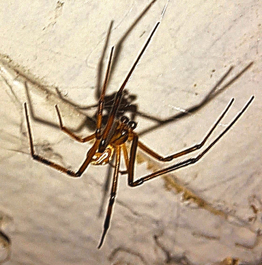 Male western black widow Another species found outside the door Geotagged,Latrodectus hesperus,Male,Summer,United States,Western black widow spider