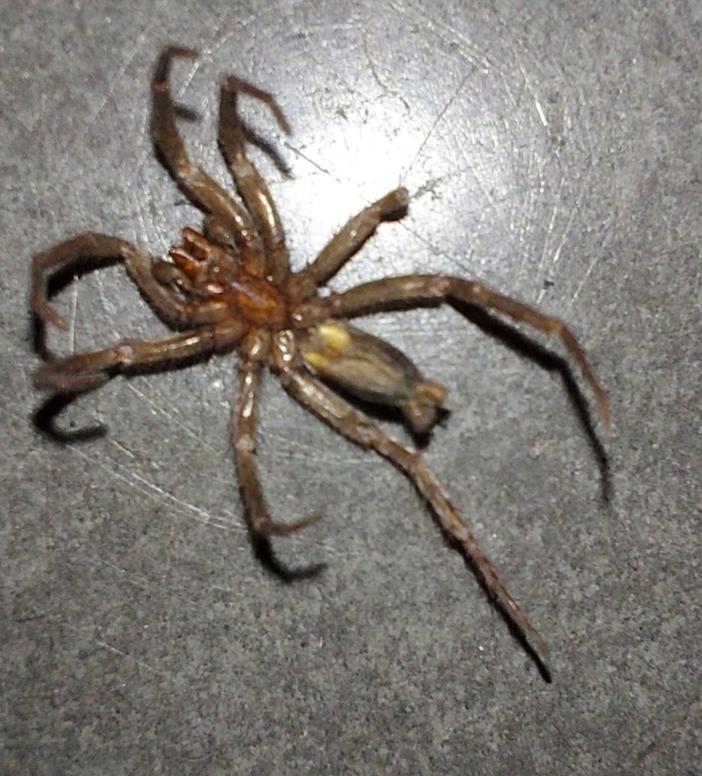 Scotophaeus blackwalli This is a dead male I found at work a while ago. It may have faded a little from death. This is the underside. Geotagged,Mouse Spider,Scotophaeus blackwalli,Summer,United States,male,mouse spider