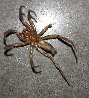 Scotophaeus blackwalli This is a dead male I found at work a while ago. It may have faded a little from death. This is the underside. Geotagged,Mouse Spider,Scotophaeus blackwalli,Summer,United States,male,mouse spider