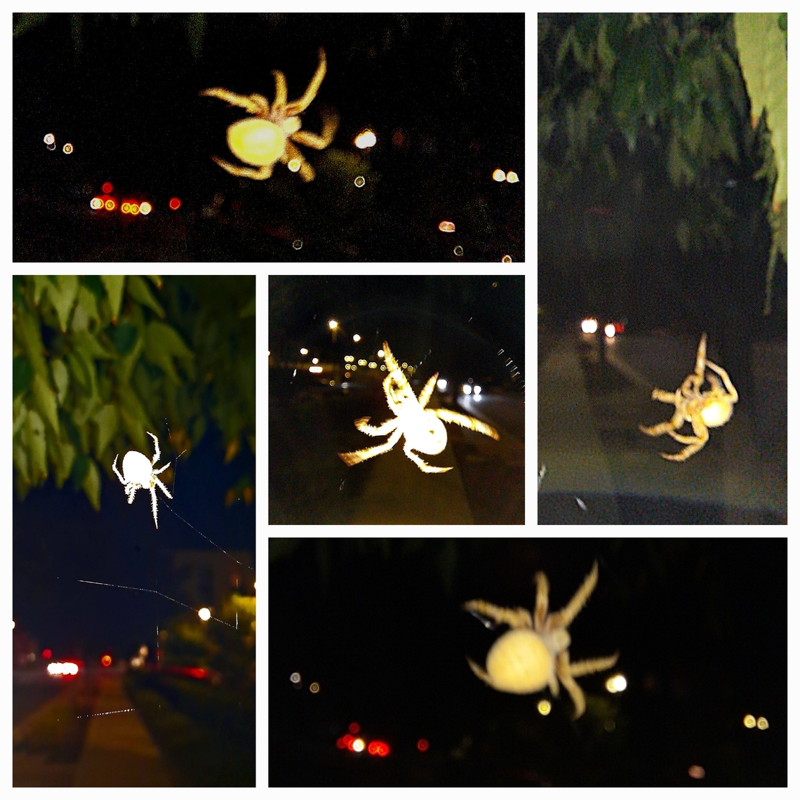 Araneus gemmoides I call them the Halloween spider because I usually see them this time of year. I wish it was better quality. It&#039;s hard when there&#039;s a wind and your subject is in the middle of web-making. I&#039;ll submit it for now. Maybe I&#039;ll come across it again or find another one. Funny they call this spider cat-faced. Araneus gemmoides,Geotagged,Jewel spider,United States,orb weaver