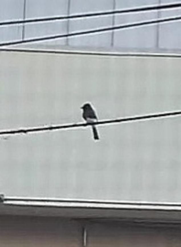 Black phoebe Cat was after it. Black phoebe,Geotagged,Sayornis nigricans,Summer,United States,bird,black phoebe,flycatcher