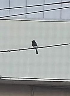 Black phoebe Cat was after it. Black phoebe,Geotagged,Sayornis nigricans,Summer,United States,bird,black phoebe,flycatcher