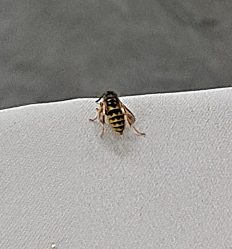 Vespula vulgaris  Common Aerial Yellowjacket,Common wasp,Dolichovespula arenaria,Geotagged,Summer,United States,Vespula vulgaris