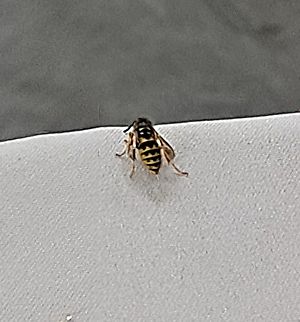 Vespula vulgaris  Common Aerial Yellowjacket,Common wasp,Dolichovespula arenaria,Geotagged,Summer,United States,Vespula vulgaris