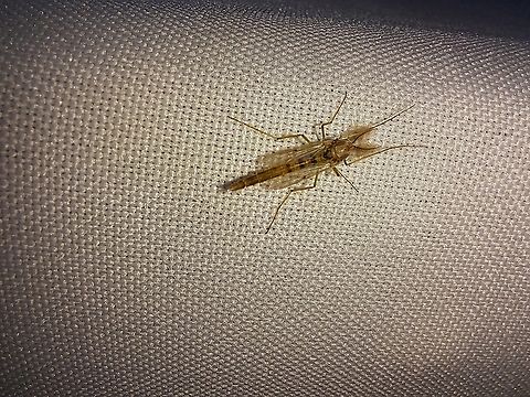 Chironomids Seen at Hellyer park.  Buzzer Midge,Chironomidae,Chironomids,Chironomus plumosus,Diptera,Geotagged,Midge,Summer,United States,fly,male,rice fly