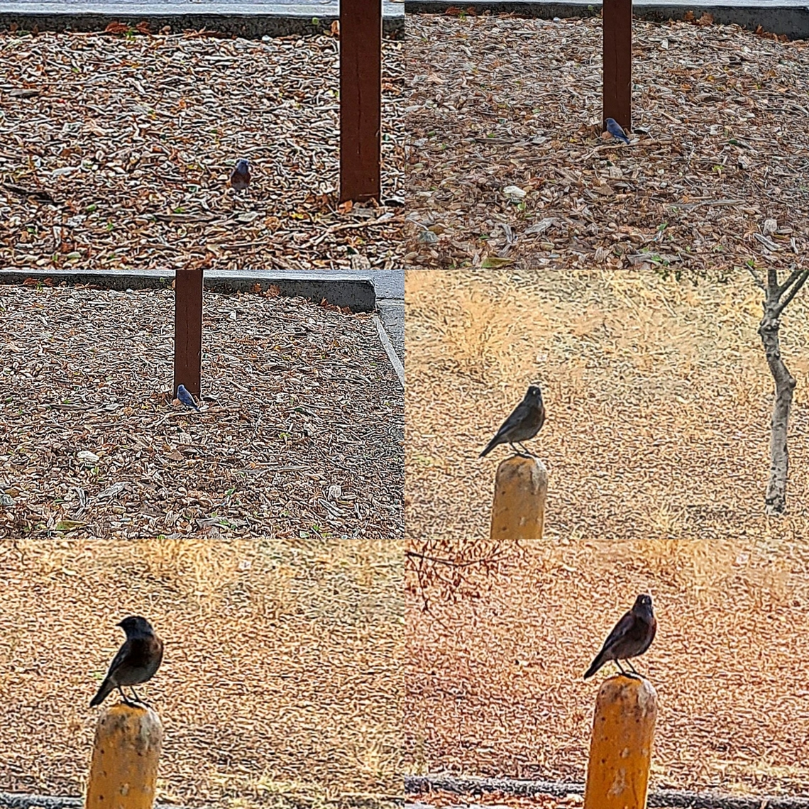 Sialia mexicana, Western bluebird Found at Hellyer park. Geotagged,Sialia mexicana,United States,Western bluebird,thrush