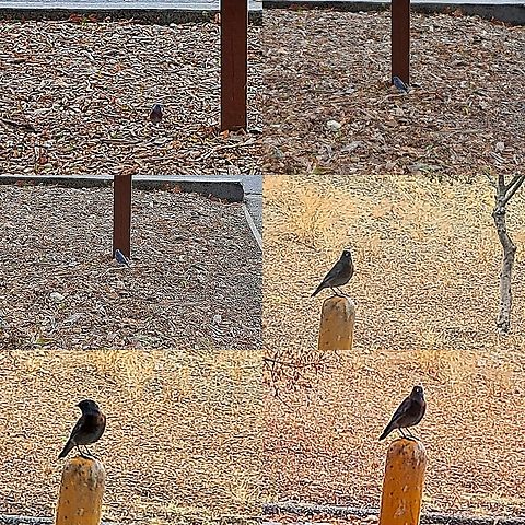 Sialia mexicana, Western bluebird Found at Hellyer park. Geotagged,Sialia mexicana,United States,Western bluebird,thrush